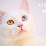 u/intrepid-cat-6787