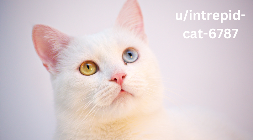 u/intrepid-cat-6787