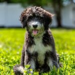 como-entrenar-a-un-bernedoodle-dogster