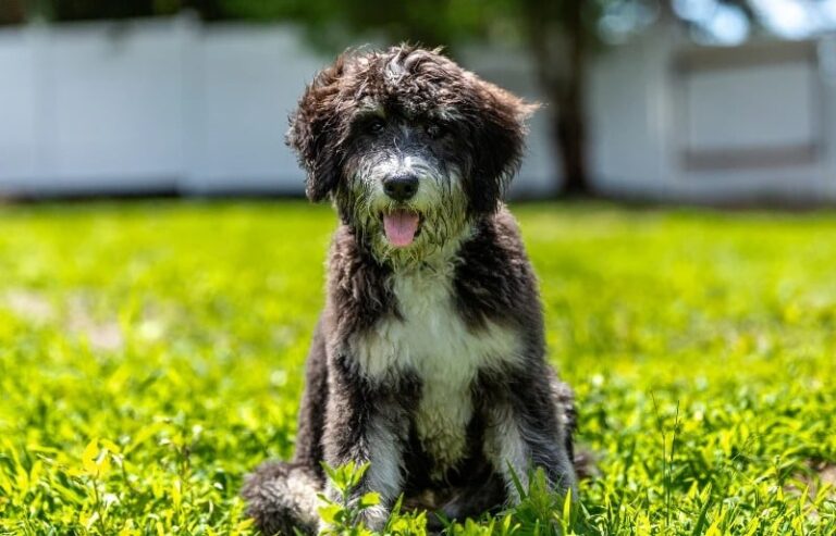 como-entrenar-a-un-bernedoodle-dogster