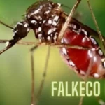 falkeco mücken