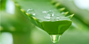 wellhealthorganic.com : neem and aloe vera juice