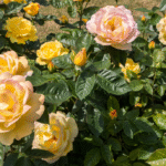 Help me find roses