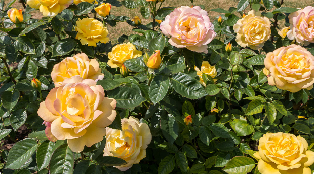 Help me find roses